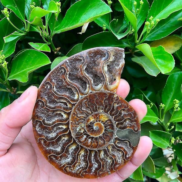 2 stk Madagaskar fossiler, iriserende ammonittprøver