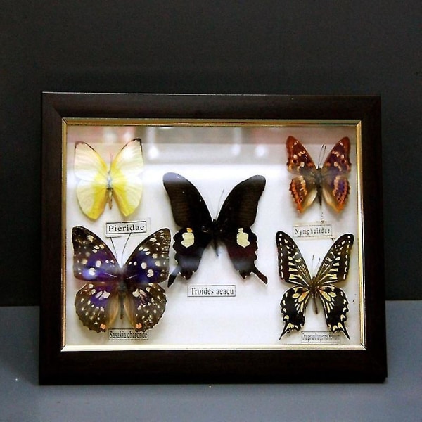 1 sett 5 sommerfugl ekte eksemplar fotoramme håndverk kunstverk 6eee |  Fyndiq