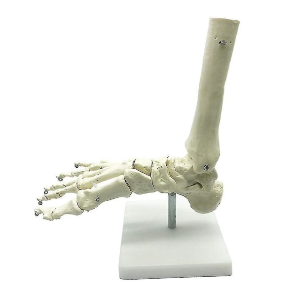 1:1 menneskelig skjelettfot Anatomi modell fot og ankel med anatomisk modell anatomi undervisningsressurs-hyj