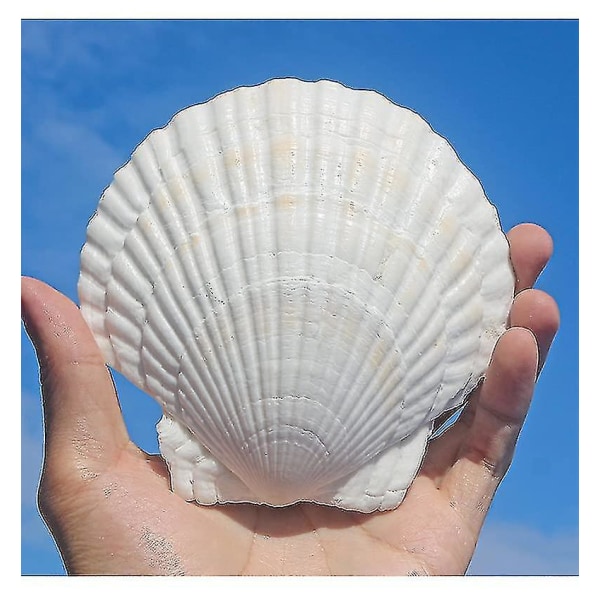 10 stk Hvite kamskjell 4-5 tommer skjell Store naturlige fra Sea Beach Seashells For Crafting For Diy Fish Tank Vase Filler-yujia