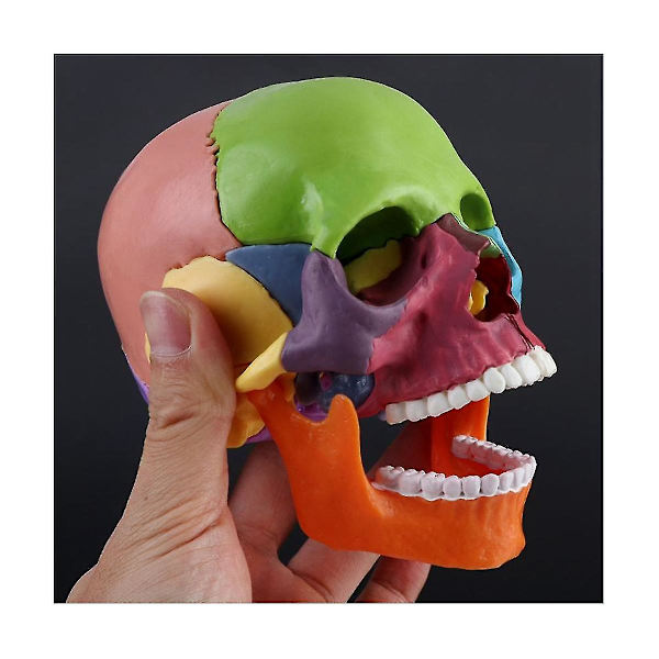 15 delar/set Skallemodell Demonterad Färgad Skalle Anatomisk Modell Avtagbar Läromedel