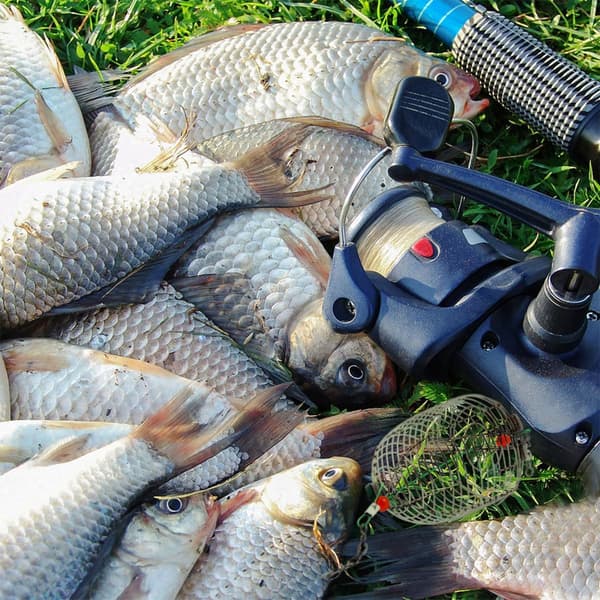 Metalagnbur Fiskeriudstyr 10 stk. Rustfrit Stål Kurv Velegnet til Strandfiskeri og Karpefoder