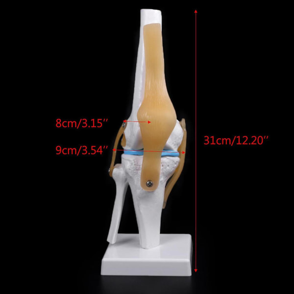 2023 Funksjonelt kneledd modell Voksenstørrelse Anatomisk skjelett