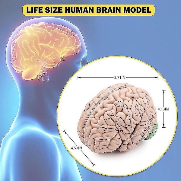 Menneskelig Hjerne, Livsstor Anatomisk Model af Menneskelig Hjerne med Displaybase, Til Videnskabelig Klasseværelsesstudie Te-yujia