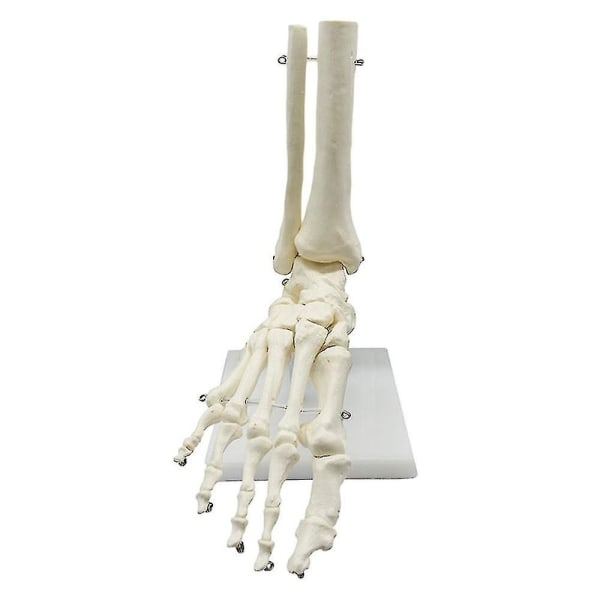 1:1 Menneskelig Skelet Fod Anatomi Model Fod Og Ankel Med Anatomisk Model Anatomi Undervisnings Ressource-yuhao