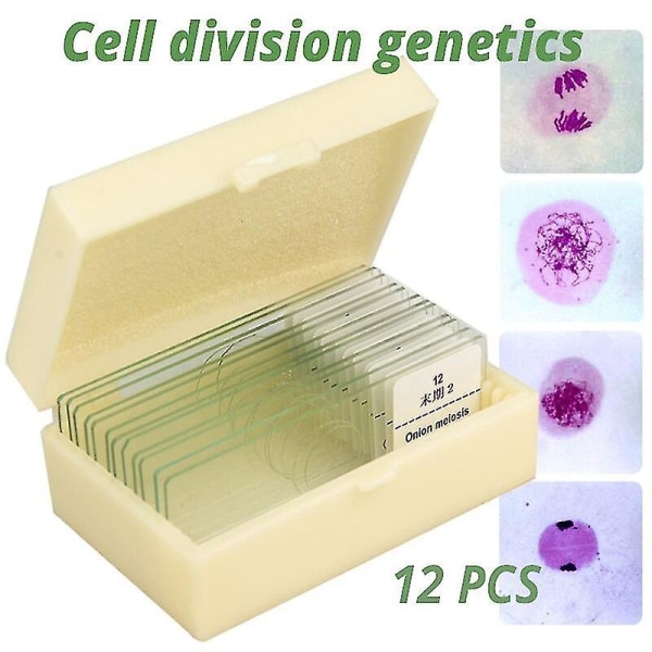 12 kpl Onion Anthers Meiosis Micro Slice Cell Division