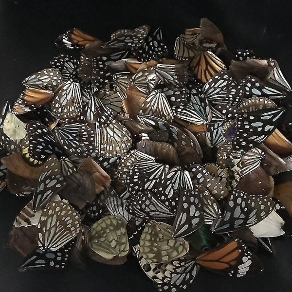 100 stk ægte naturlige sommerfuglevinger DIY smykker kunsthåndværk