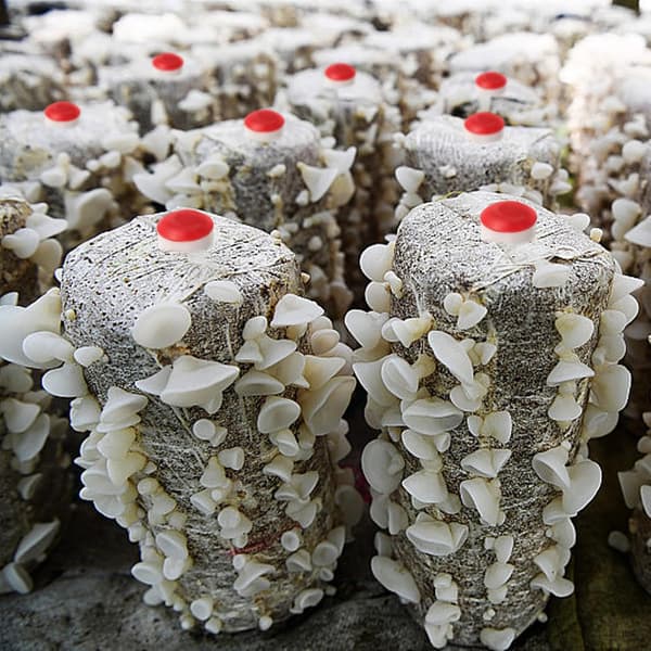Lejonman Svampodling Utrustning Stock Inokuleringsstans Robust Spawn Planteringsstans