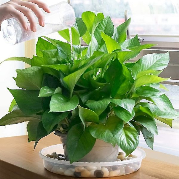 5-pack Växtfat, Transparent Plast Växtkruka Fat