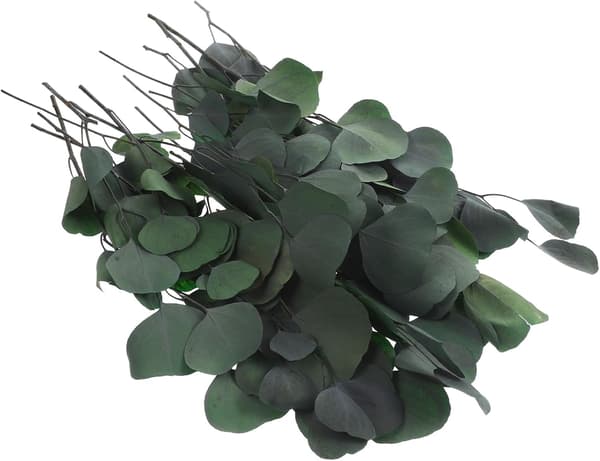 1 bunt torkade eukalyptusbladstjälkar eukalyptusdekorationer 45 cm konserverad blomma rustik lantlig stil