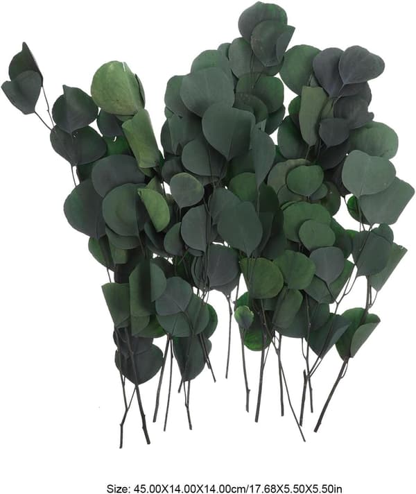 1 bunt torkade eukalyptusbladstjälkar eukalyptusdekorationer 45 cm konserverad blomma rustik lantlig stil