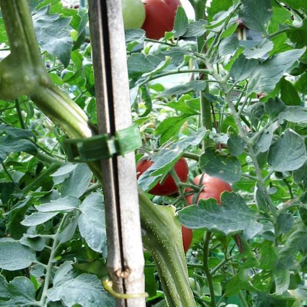 200 stk Hageplante Støtte Klips, Tomat Klips, Spalte Klips, For Agurk Blomst Squash Vine, 1 (haoyi-yuhao
