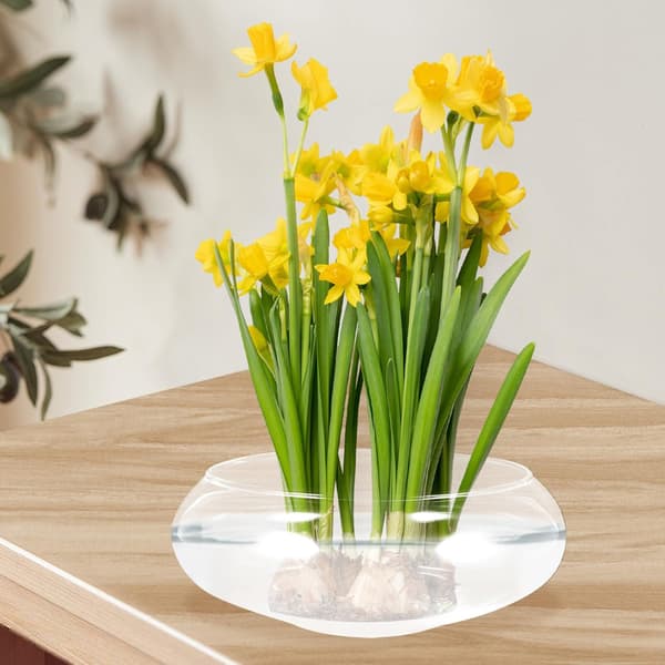 Växtvas Suckulenta Krukor för Växter Blomkrukor för Inomhusväxter Planteringskrukor