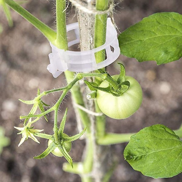 Plant graft Clips, 200 st Tomat Vine Clips, Trädgård Plant Support Clips