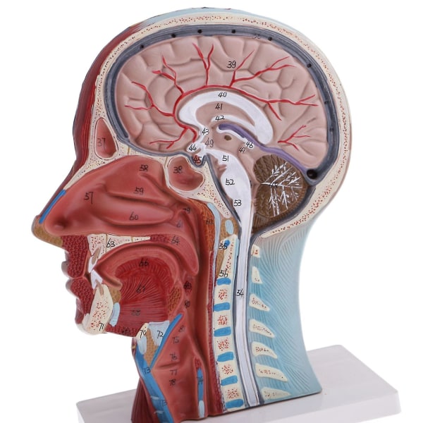 1:1 Ihmisen pään kaulan malli anatomia patsaan oppimistarvikkeet