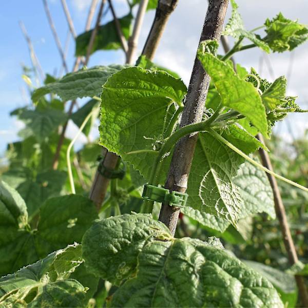 200 stk Hageplante Støtte Klips, Tomat Klips, Spalte Klips, For Agurk Blomst Squash Vine, 1 (haoyi-yuhao