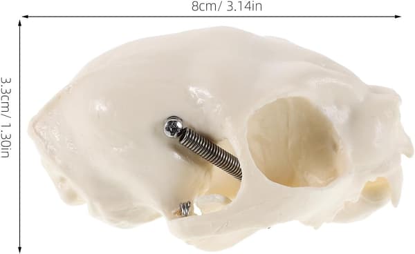 Realistisk katteskalp anatomisk model, lille kattehoved skelet undervisningsrekvisit