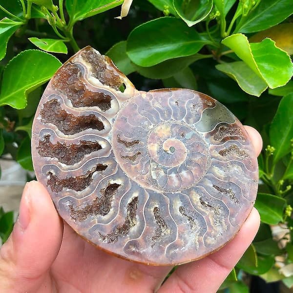 2 st Madagaskar Fossil Iridescent Ammonitprov