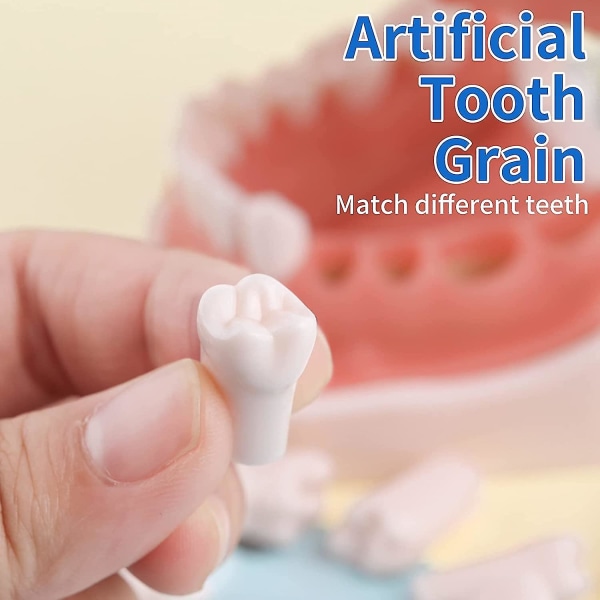 32 kpl Hammasmallin hammasmalli Typodont Dental Hammasmalliin Irrotettavat hampaat Käytä harjoittelua ja