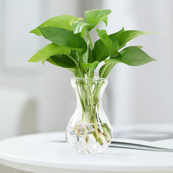 4 st. hydroponiska blomvaser i glas för gröna växter, små skrivbordskrukor