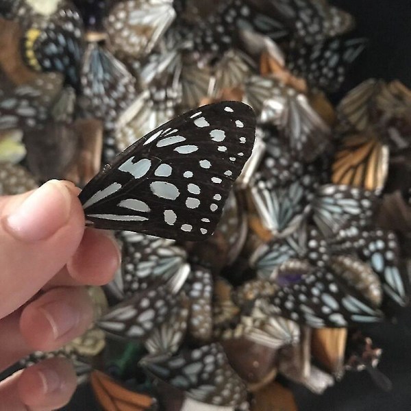 100 stk ekte naturlige sommerfuglvinger DIY smykker kunsthåndverk