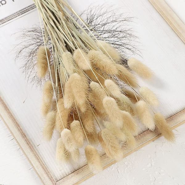 60 stk. Naturlige tørrede blomster Kaninhale Pampasgræs Fluffy Lagurus Ovatus Planter Tørrede Kaninhale Blomster (naturlig farve, 60)