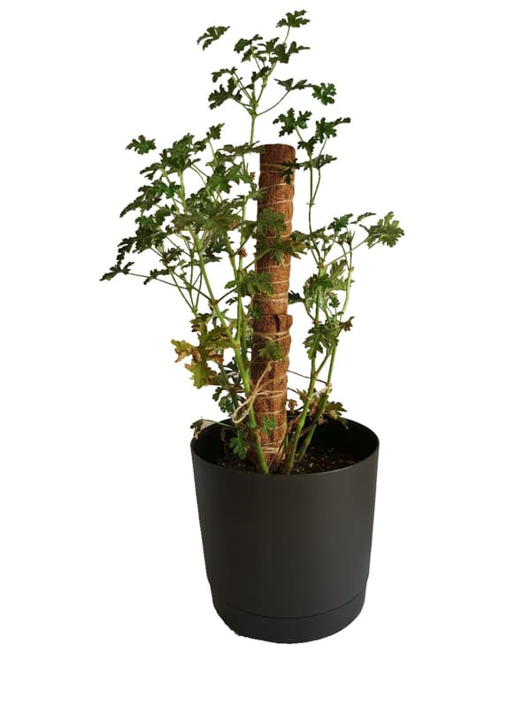 2 st klätterstöd i kokosnötfiber för växter 40cm