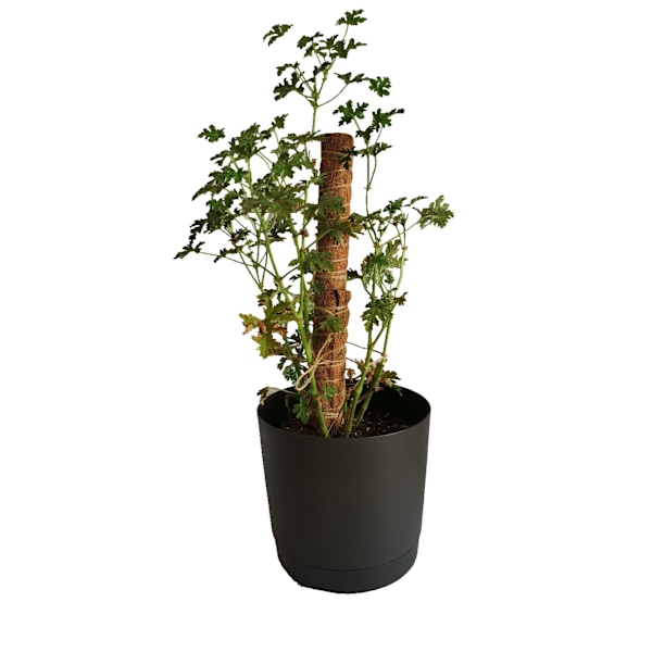 2 st kokosnötfibertotempålar för klättrande växter 60cm