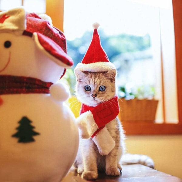 Hundkostym Katt Juldräkt Jul Hundkläder Husdjur Jul Outfit Tomteluva för Katter/Små Hundar