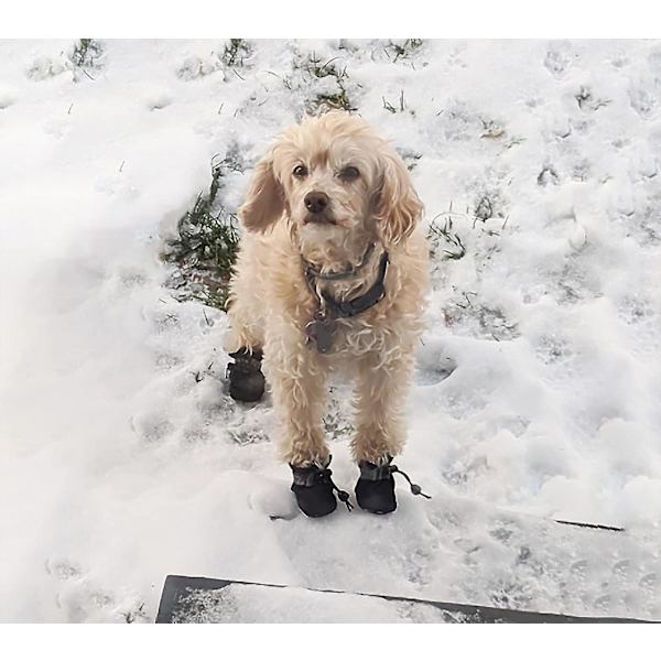 Halkfria hundskor (4, svarta), hundstövlar, tasskydd, dessa bekväma mjuksulade hundstövlar kommer med