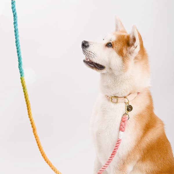 Gradient slitstark flätad bomullsrep hundpromenad draglina husdjurstillbehör（7）