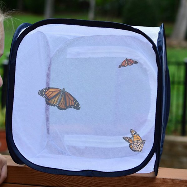 Fjärilsbur, hopfällbar insektsbur 30*30cm