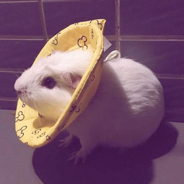 Hamsterin kauluri, pehmeä pieni lemmikkikaulus säädettävällä muovisoljella