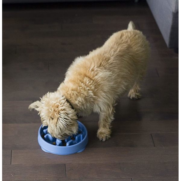 Outward Hound Fun Feeder
