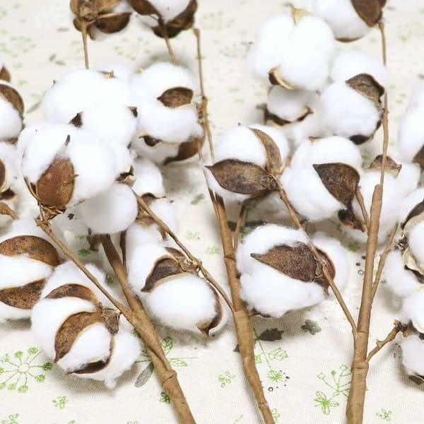 3 förpackningar med 10 konstgjorda torkade bomullsblommor