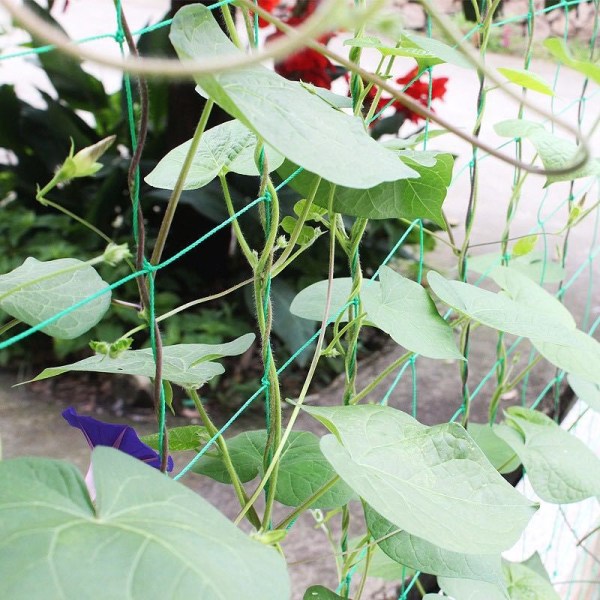 Stort mesh klätternät för att odla klätterväxter 1.8m*1.8M