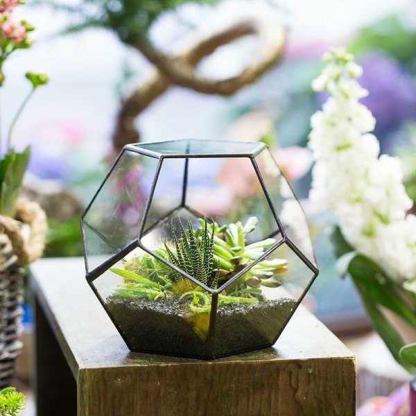 Dodekaeder Terrarium och femkantiga glasplattor för växter Transparent klar storlek