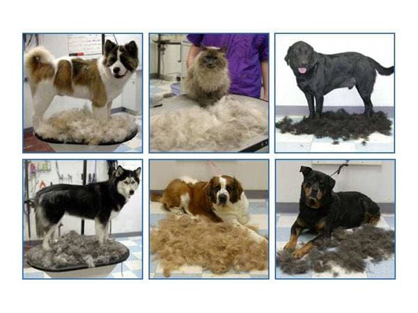 Borste för Underull och Löshår 4,5 cm - Hund & Katt