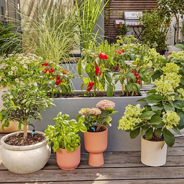 Begyndersæt til terrasse op til 30 planter - 13400-20