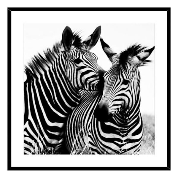 Zebra glasramme (2 x 50 x 50 cm)