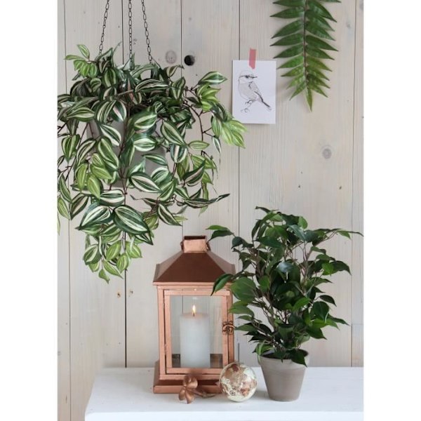 Kunstig Blomsterplante Ficus Natasja H40 cm - Glimmerdekorationer