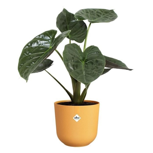 Blomsterkrukke - Elho - Jazz Rund - Gul - L 35 x B 34.5 x H 32 cm - Indendørs - 100% genbrugt Gul