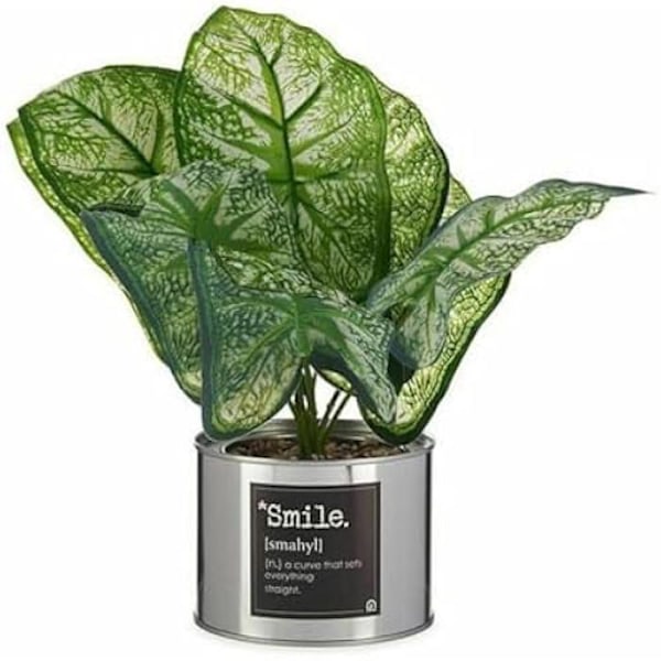 Dekorativ växt - IBERGARDEN - Kaladium - Metall och plast - Flerfärgad - 26 x 26 x 26 cm (6 enheter) Flerfärgad