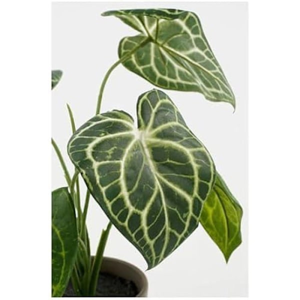 Dekorativ växt - MICA DECORATIONS - Caladium - Ø 21 cm - Höjd 28 cm - Konstgjord Flerfärgad