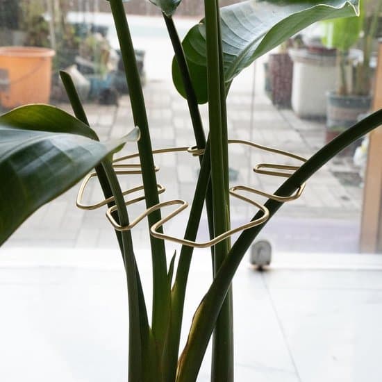 Växtstöd - 5 stycken - växtstöd för klätterväxter - stöd - växtstöd med ringar - växtstöd för inomhusbruk - för blomstrande tillväxt