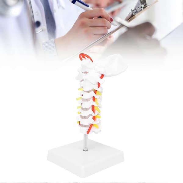 Anatomisk cervikal hvirvelsøjle og spinalnervemodel til naturfagslokaleundervisning