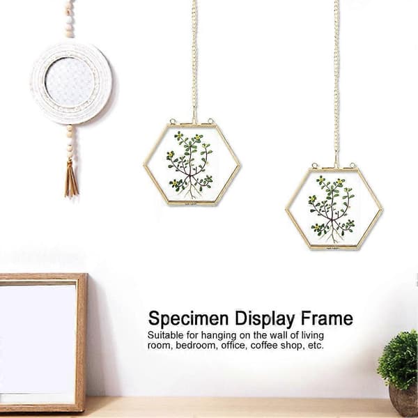 Geometrisk hexagonal glasdisplayhållare för torkade blommor och växtprover