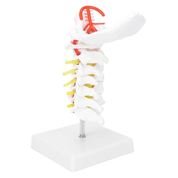 Anatomisk cervikal hvirvelsøjle og spinalnervemodel til naturfagslokaleundervisning