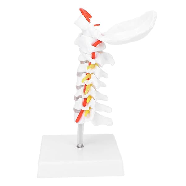 Anatomisk cervikal hvirvelsøjle og spinalnervemodel til naturfagslokaleundervisning