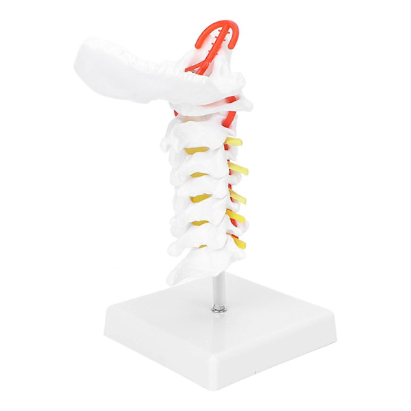 Anatomisk cervikal hvirvelsøjle og spinalnervemodel til naturfagslokaleundervisning